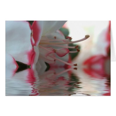 Azalea Blooms in Water Greeting Card by designcreatology