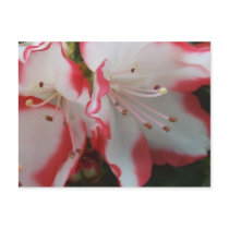 Azalea Blooms postcards by designcreatology Azalea Blooms postcards