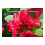 Azalea Blossoms Greeting Card