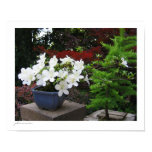 bonsai, plants, japan, garden, floral,