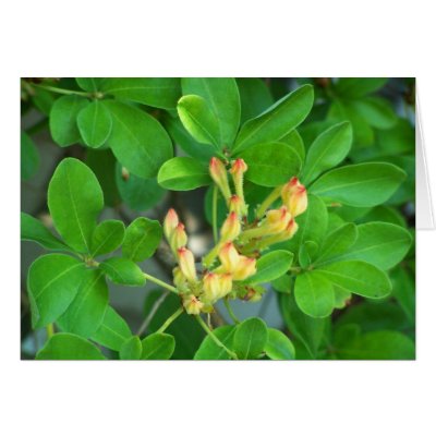 Azalea  Buds Greeting Cards by dduhaime55