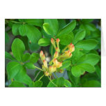 flowers, golden, orange, white, azalea, plant,