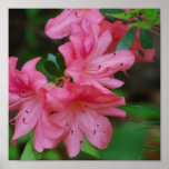Azalea Bush Poster Print