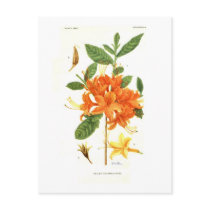 Azalea calendulacea postcard