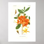 Azalea calendulacea posters
