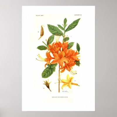 Azalea calendulacea posters by Botany_Boy
