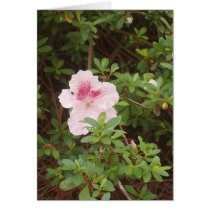 Azalea cards by wildmustard Azalea cards