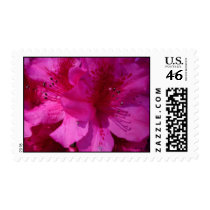 Azalea Eye, S Cyr postage by CyrScenes Azalea Eye, S Cyr postage