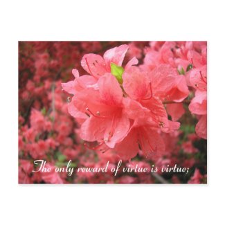Azalea Field: Friendship - Postcard postcard