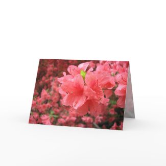 Azalea Field - Greeting Card card
