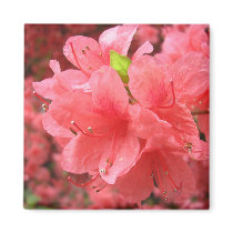 Azalea Field - Magnet #1