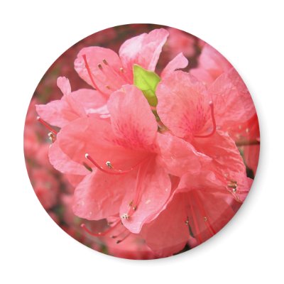 Azalea Field - Magnet #2 by bontondesigns