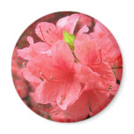 Azalea Field - Magnet #2