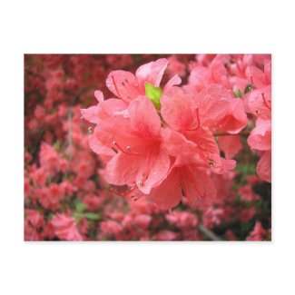 Azalea Field - Postcard postcard