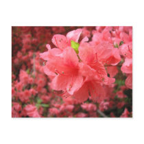 Azalea Field - Postcard by bontondesigns Azalea Field - Postcard