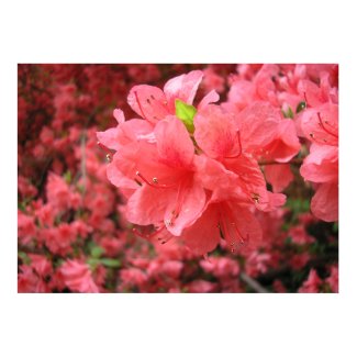 Azalea Field - Poster print