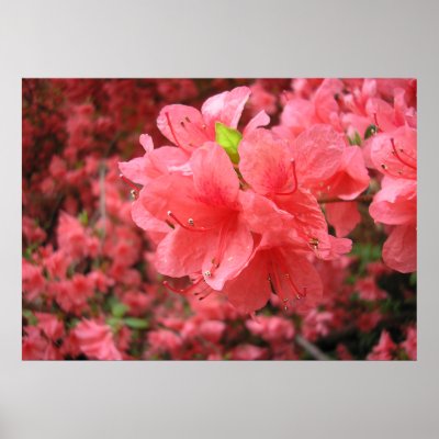 Azalea Field - Poster by bontongallery