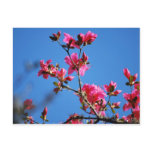 Azalea flower and meaning post cards