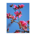 Azalea flower and meaning post cards