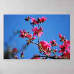 Azalea flower and meaning posters