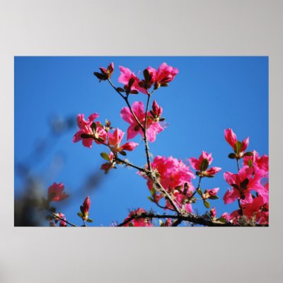 Azalea flower and meaning poster by TheScenicRoute
