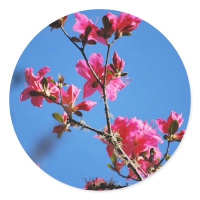 Azalea flower and meaning round stickers by TheScenicRoute