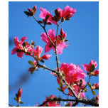 Azalea flower and meaning t-shirts