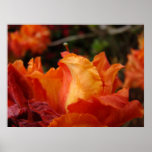 Azalea Flower Art Prints Floral Framed Art Decor