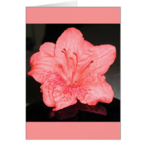 Azalea Flower cards by Perlyyyy Azalea Flower cards