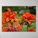 AZALEA Flowers 2 Rhododendrums Art Prints Posters