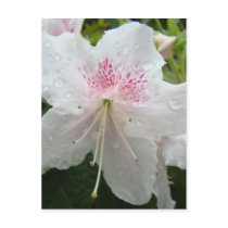 AZALEA FLOWERS 2 White Azaleas Cards Gifts Mugs postcards by Basleeartprintgifts AZALEA FLOWERS 2 White Azaleas Cards Gifts Mugs postcards