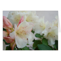 AZALEA FLOWERS 4 White Rhodies Cards Gifts Mugs by Basleeartprintgifts AZALEA FLOWERS 4 White Rhodies Cards Gifts Mugs