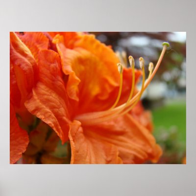 Azalea Flowers 6 Orange Rhodies Art Prints Posters by Basleeartprintgifts