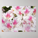 Azalea Flowers art prints Pink White Azaleas