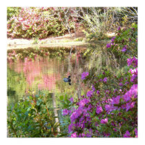 Azalea Flowers by Duck Pond Poster