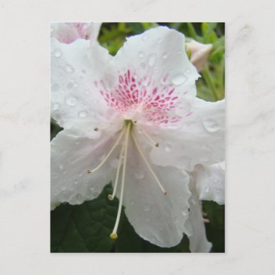 flower azalea