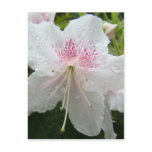 AZALEA FLOWERS White Wet Azaleas Cards Gifts Mugs Post Cards