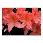 Azalea in Black Card