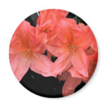 Azalea in Black Refrigerator Magnet