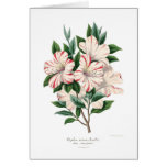 azalea, vintage, floral, botany, gardening, card,
