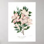 Azalea indica bealii posters