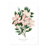 azalea, vintage, art, illustration, painting,