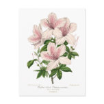 azalea, vintage, floral, botany, gardening,