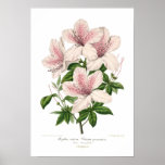 Azalea indica - vittata punctata posters