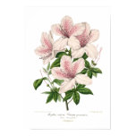 azalea, vintage, art, illustration, painting,
