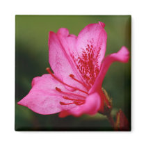 Azalea Refrigerator Magnet