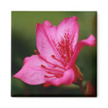 Azalea magnets