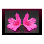 azaleas, flowers, blooms, nature art, fine art,