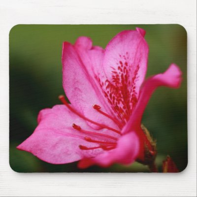 Azalea Mouse Pads by gavila_pt