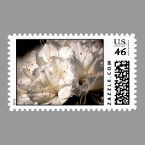 Azalea postage stamp